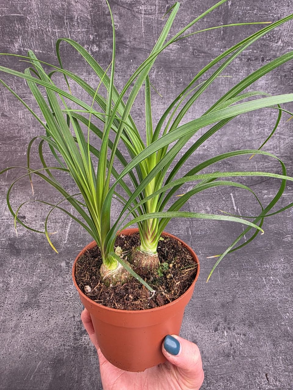 Nolina Recurvata Beaucarnea