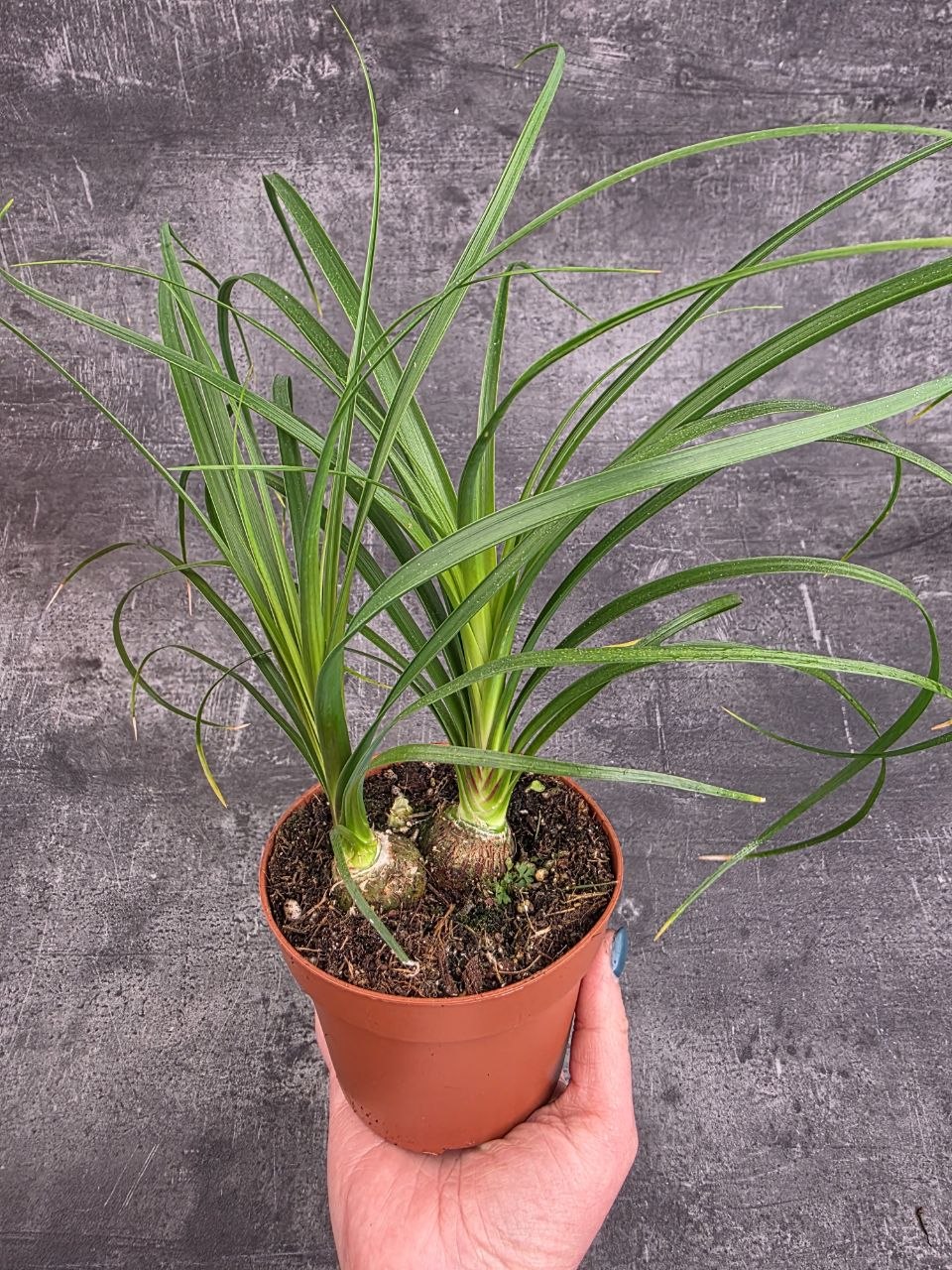 Nolina Recurvata Beaucarnea
