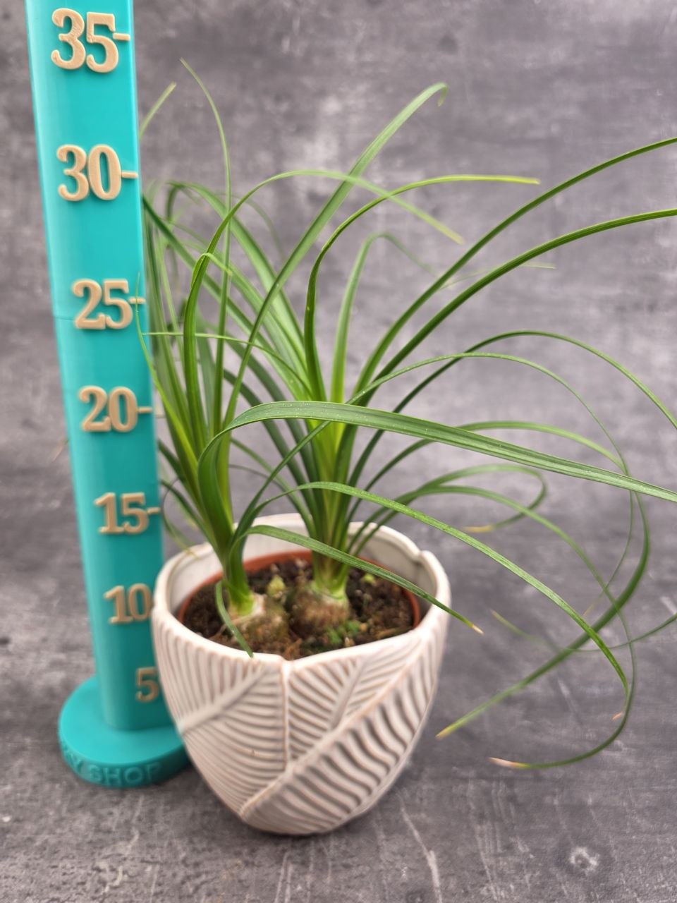 Nolina Recurvata Beaucarnea