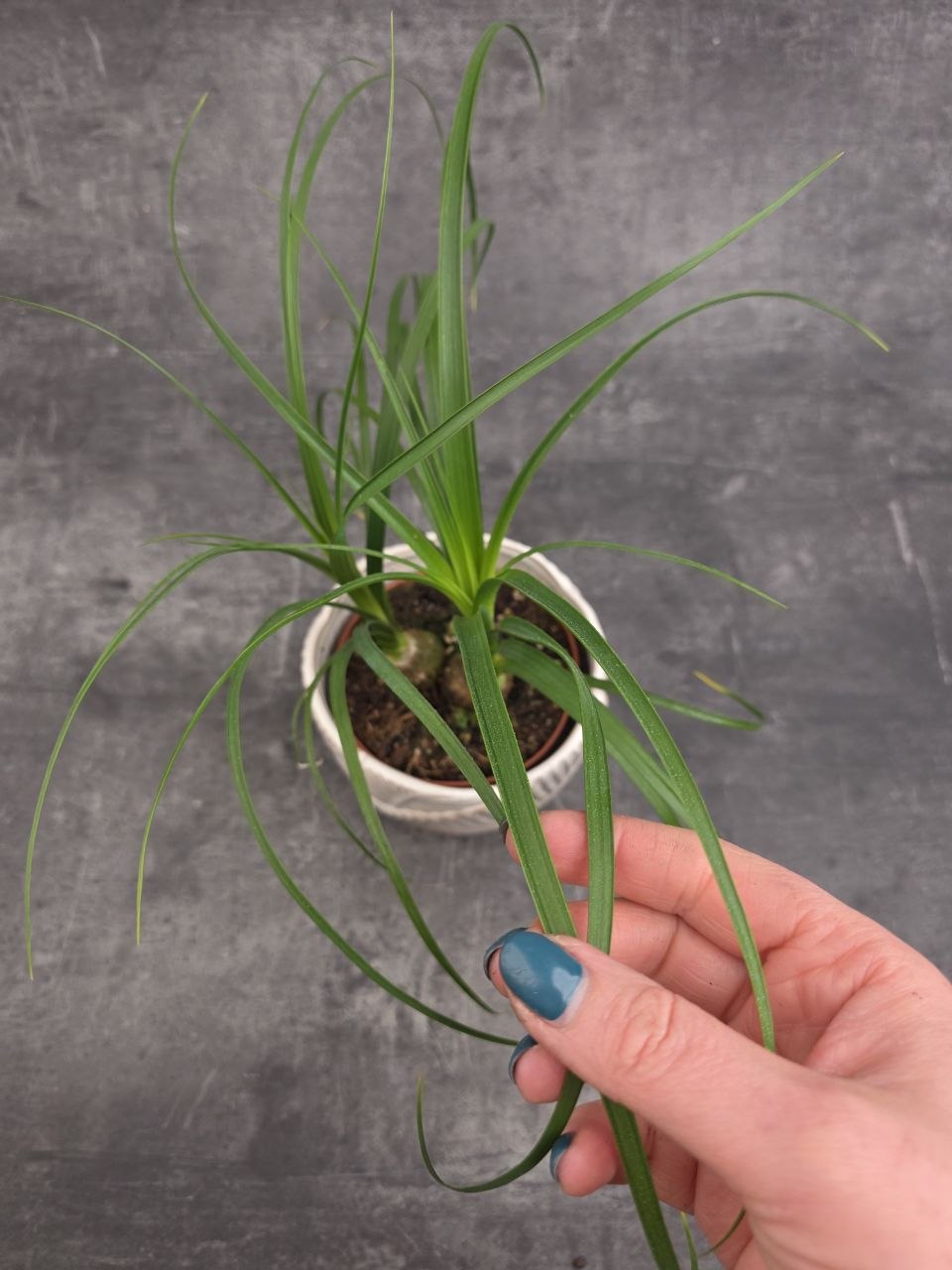 Nolina Recurvata Beaucarnea