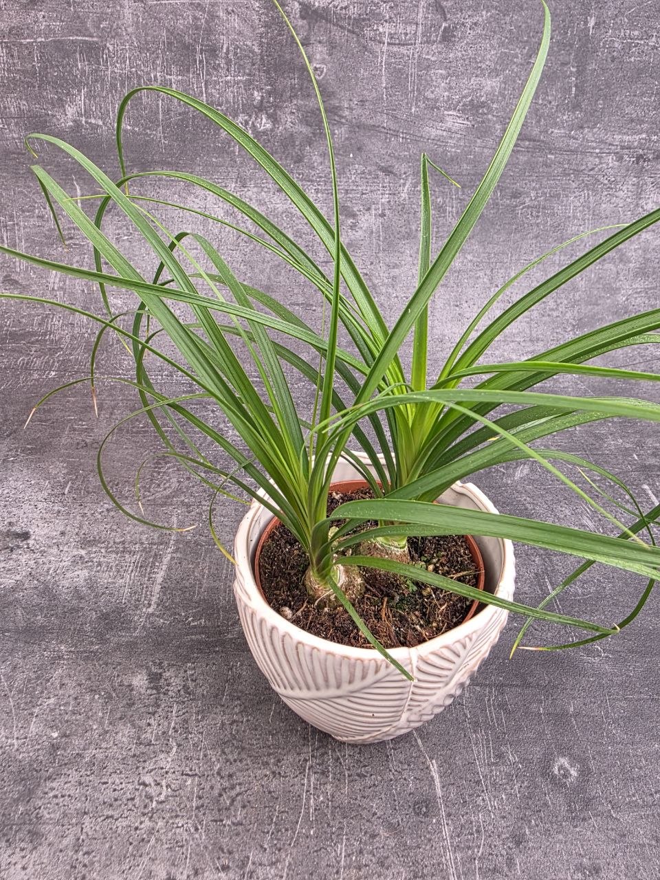 Nolina Recurvata Beaucarnea