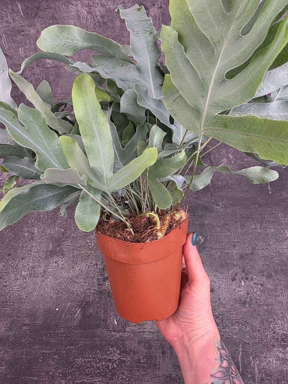Phlebodium Blue Star