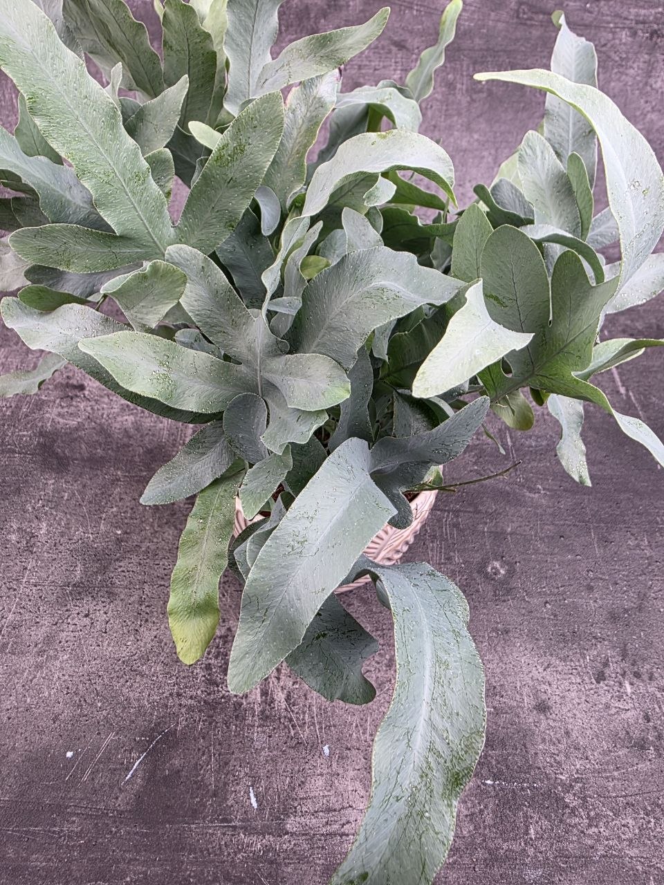 Phlebodium Blue Star