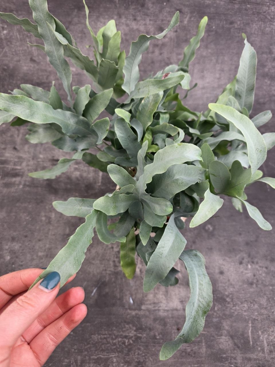 Phlebodium Blue Star
