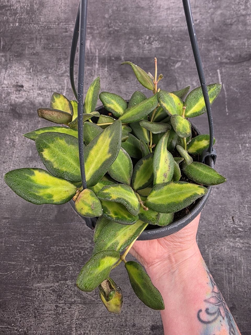 Hoya Burtoniae 12 cm závěs