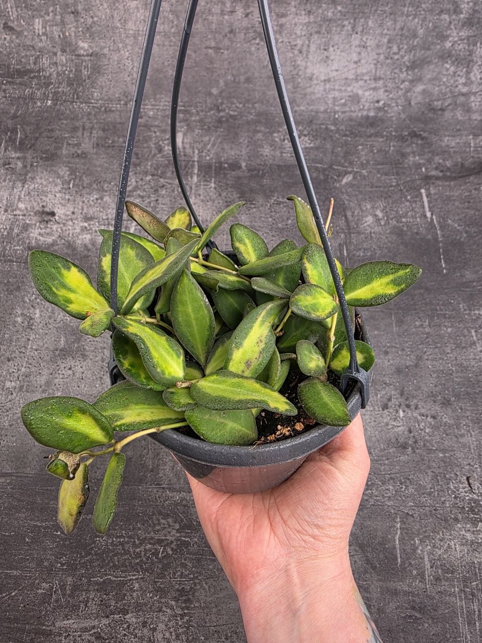 Hoya Burtoniae 12 cm závěs