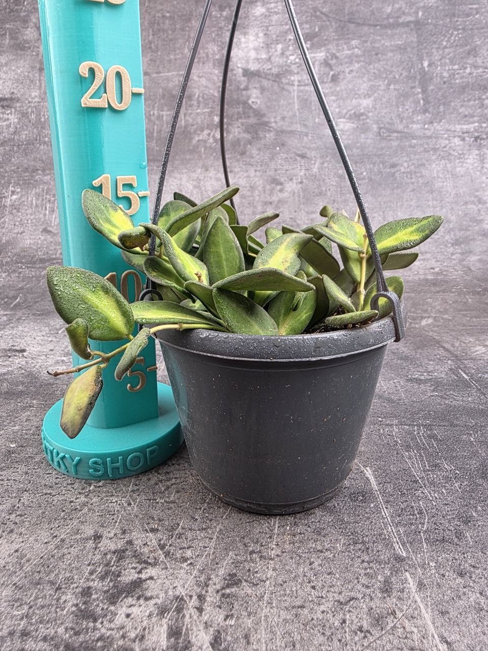 Hoya Burtoniae 12 cm závěs