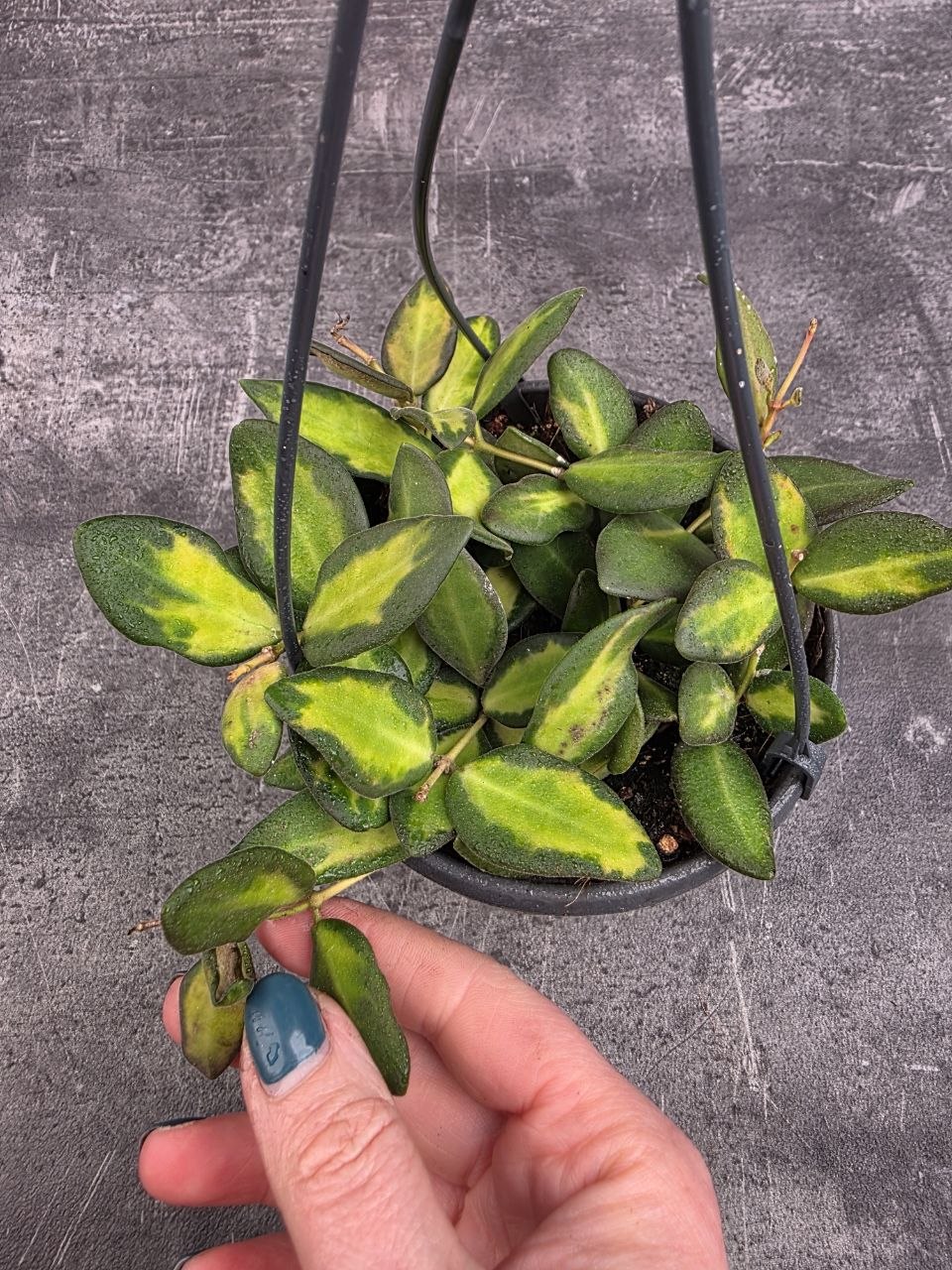 Hoya Burtoniae 12 cm závěs