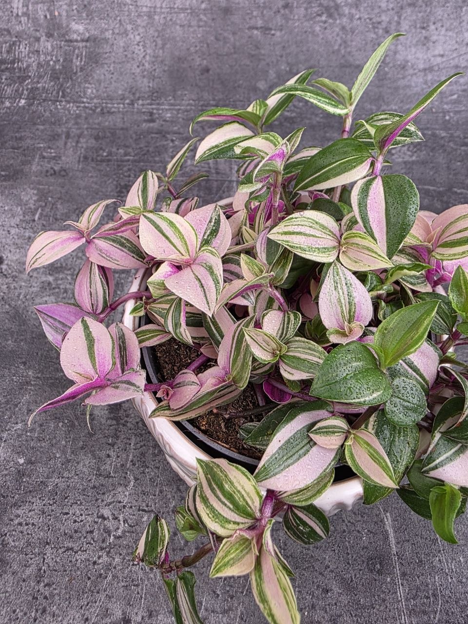 Tradescantia Tricolor 12 cm