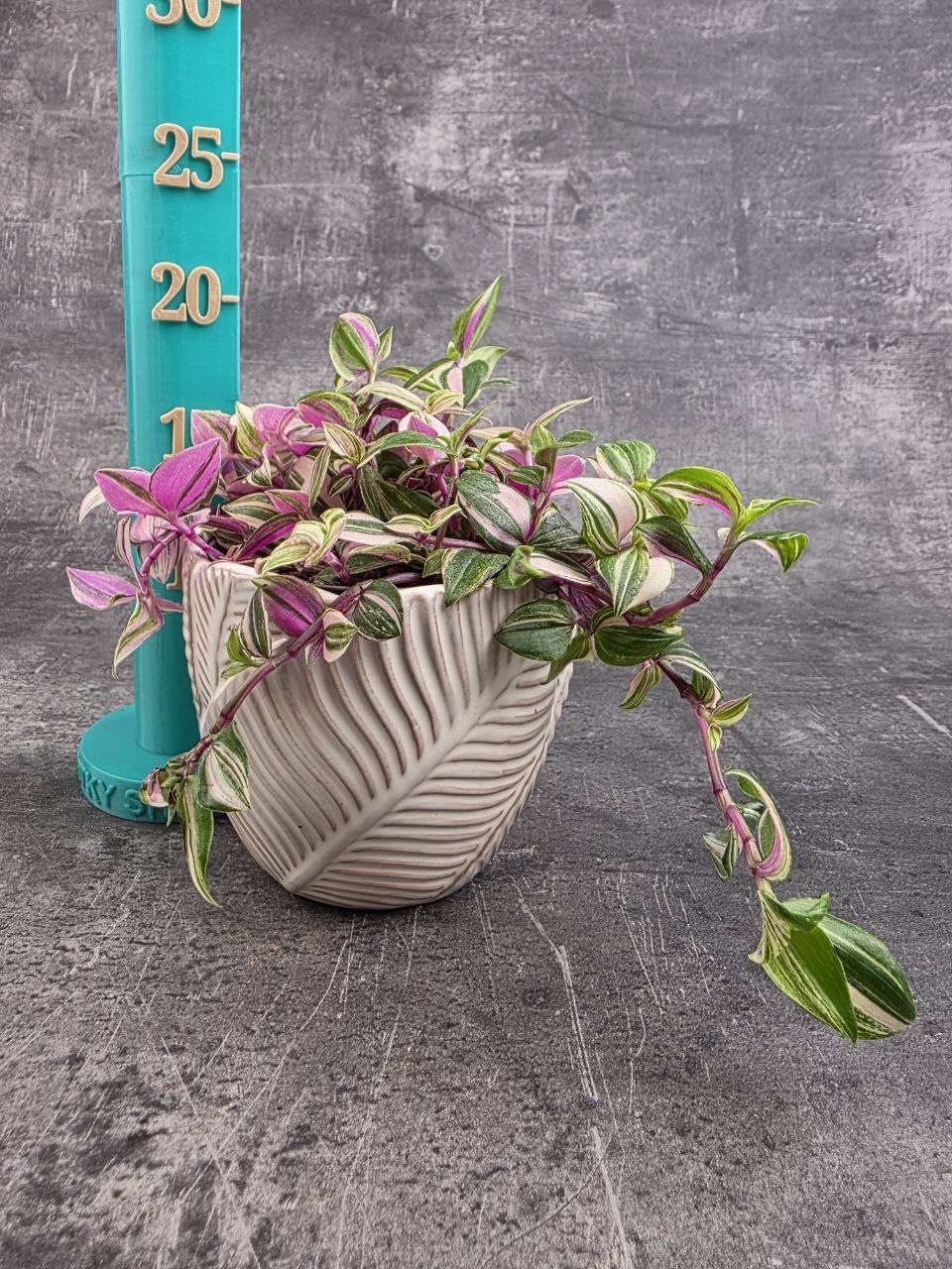 Tradescantia Tricolor 12 cm