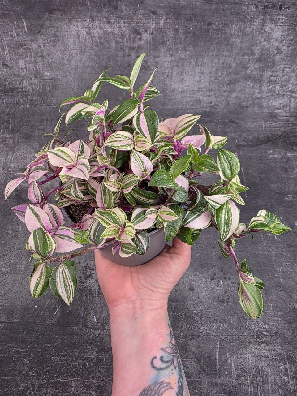 Tradescantia Tricolor 12 cm