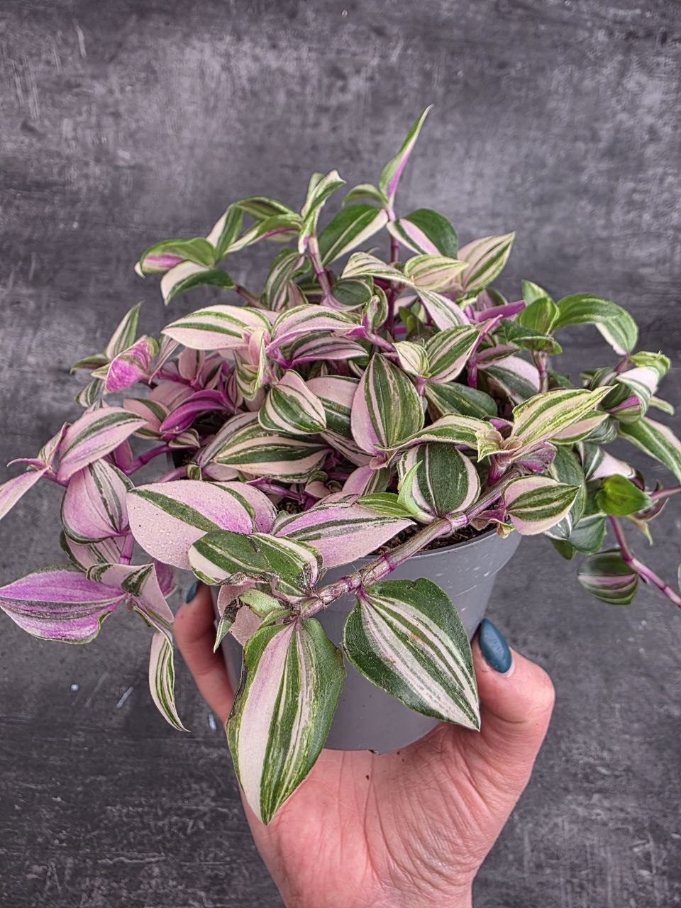 Tradescantia Tricolor 12 cm