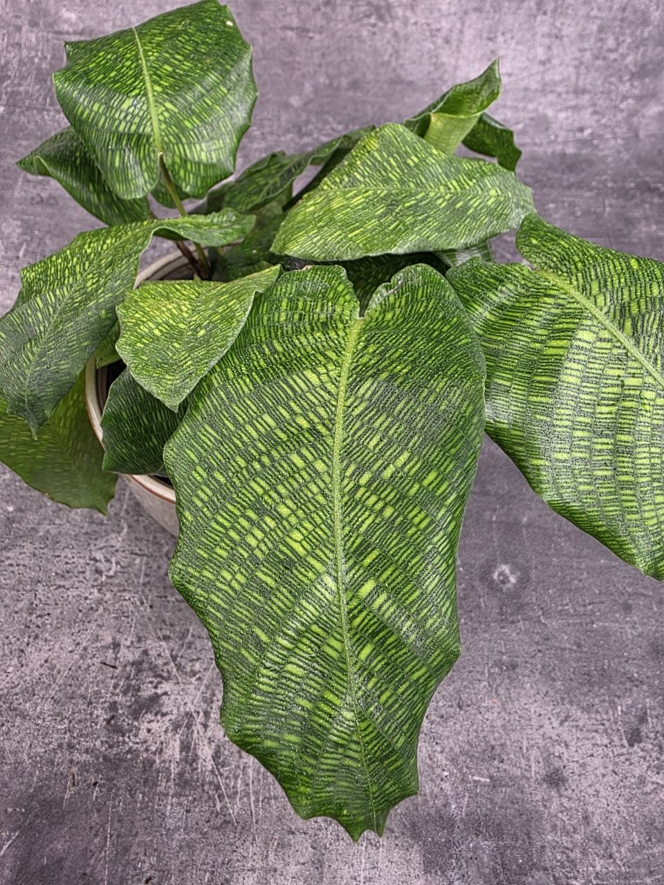 Calathea Musaica Network 12 cm