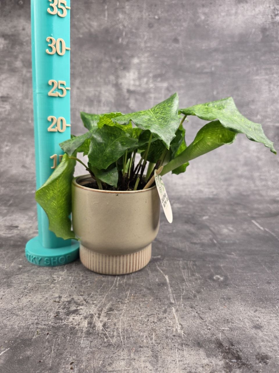 Calathea Musaica Network 12 cm