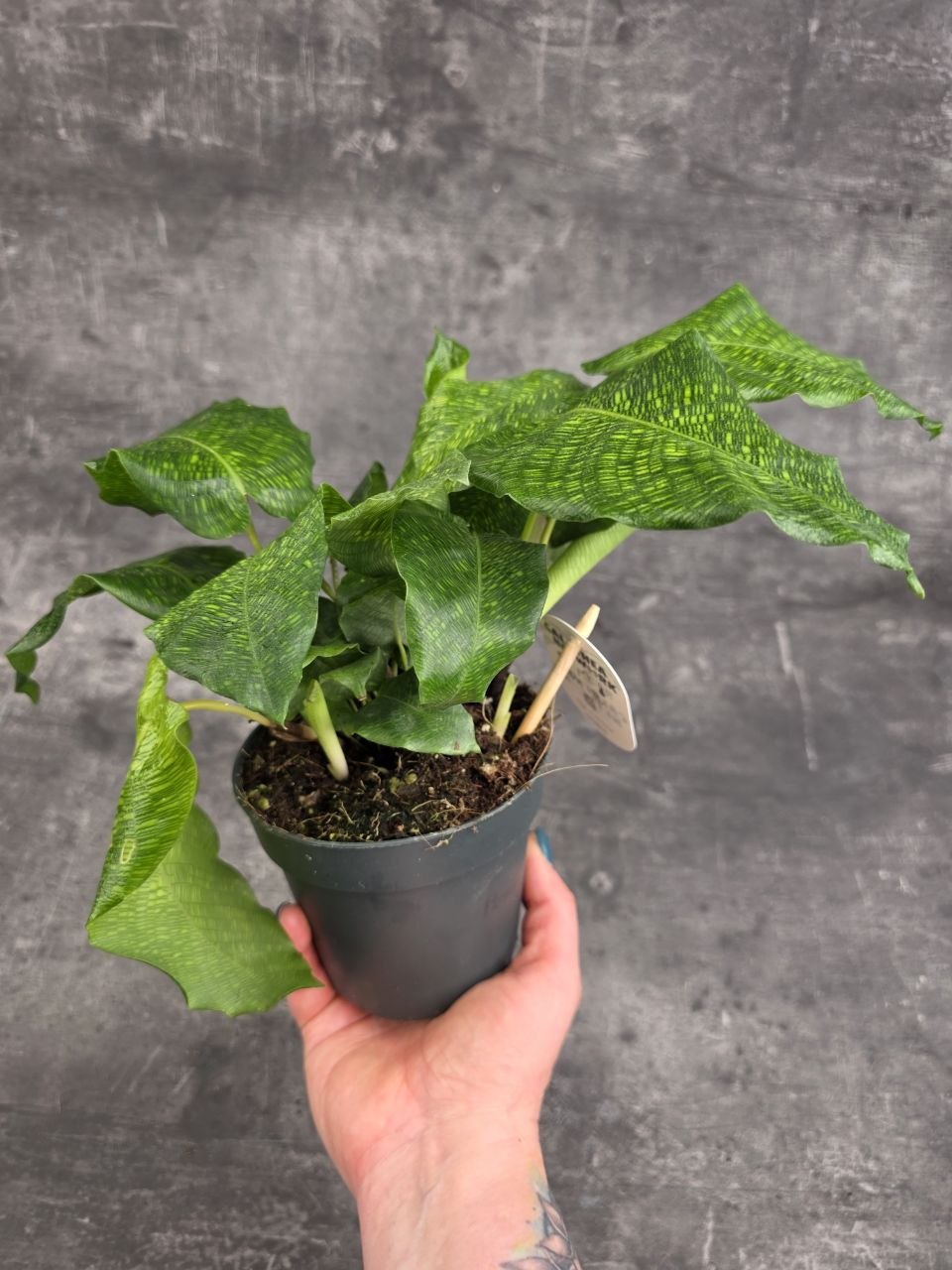 Calathea Musaica Network 12 cm