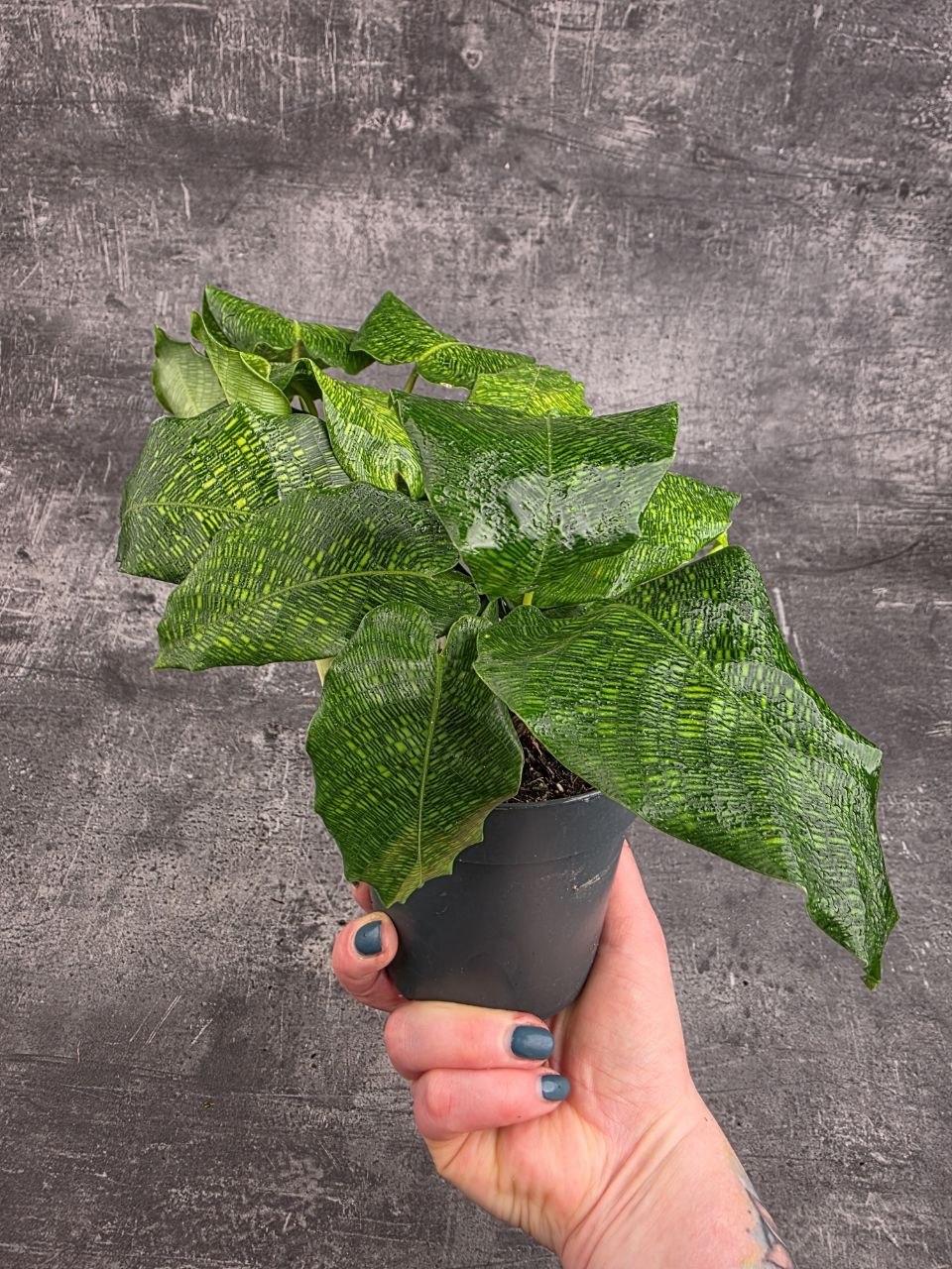 Calathea Musaica Network 12 cm