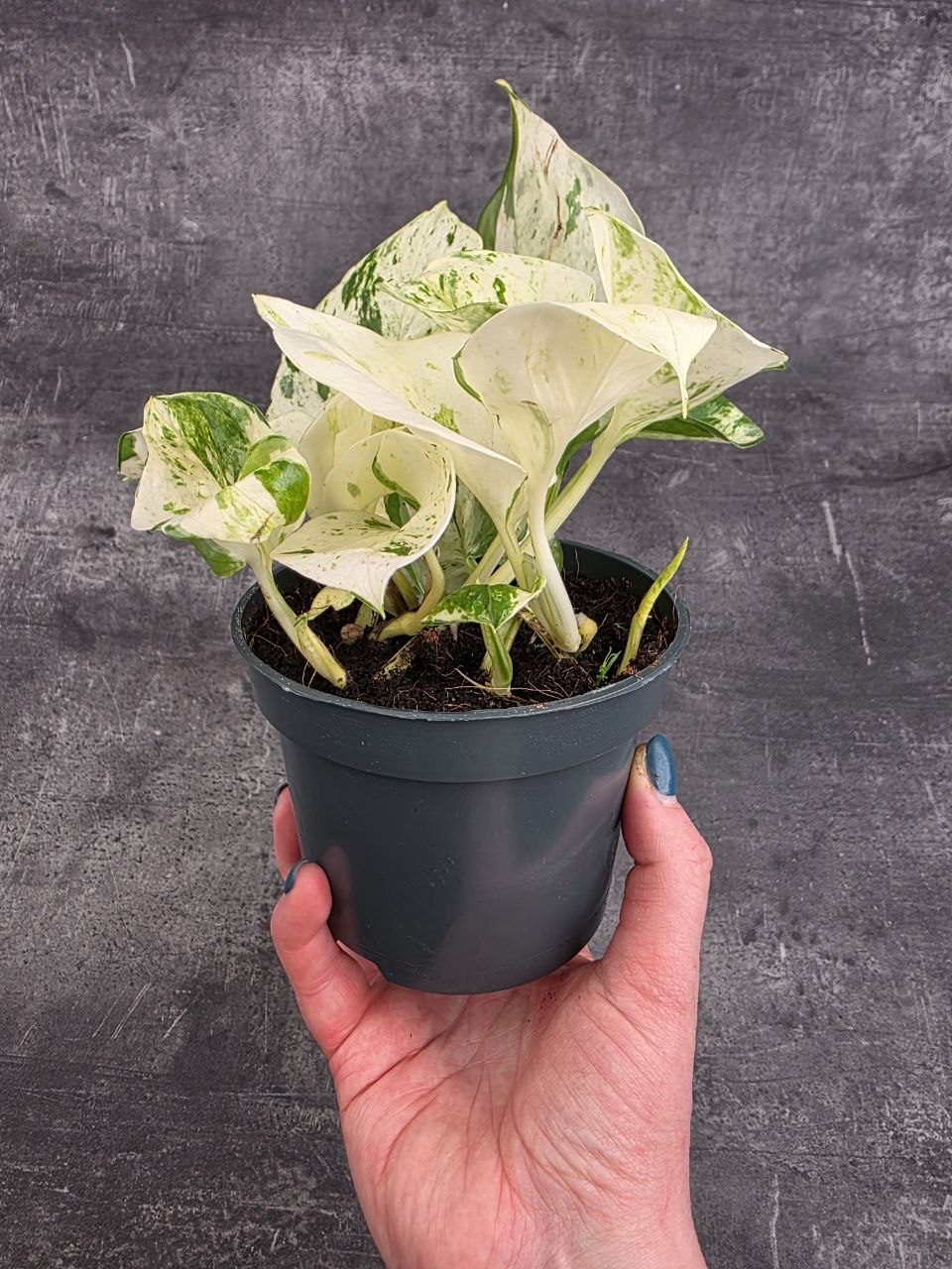 Epipremnum Pinnatum Happy Leaf