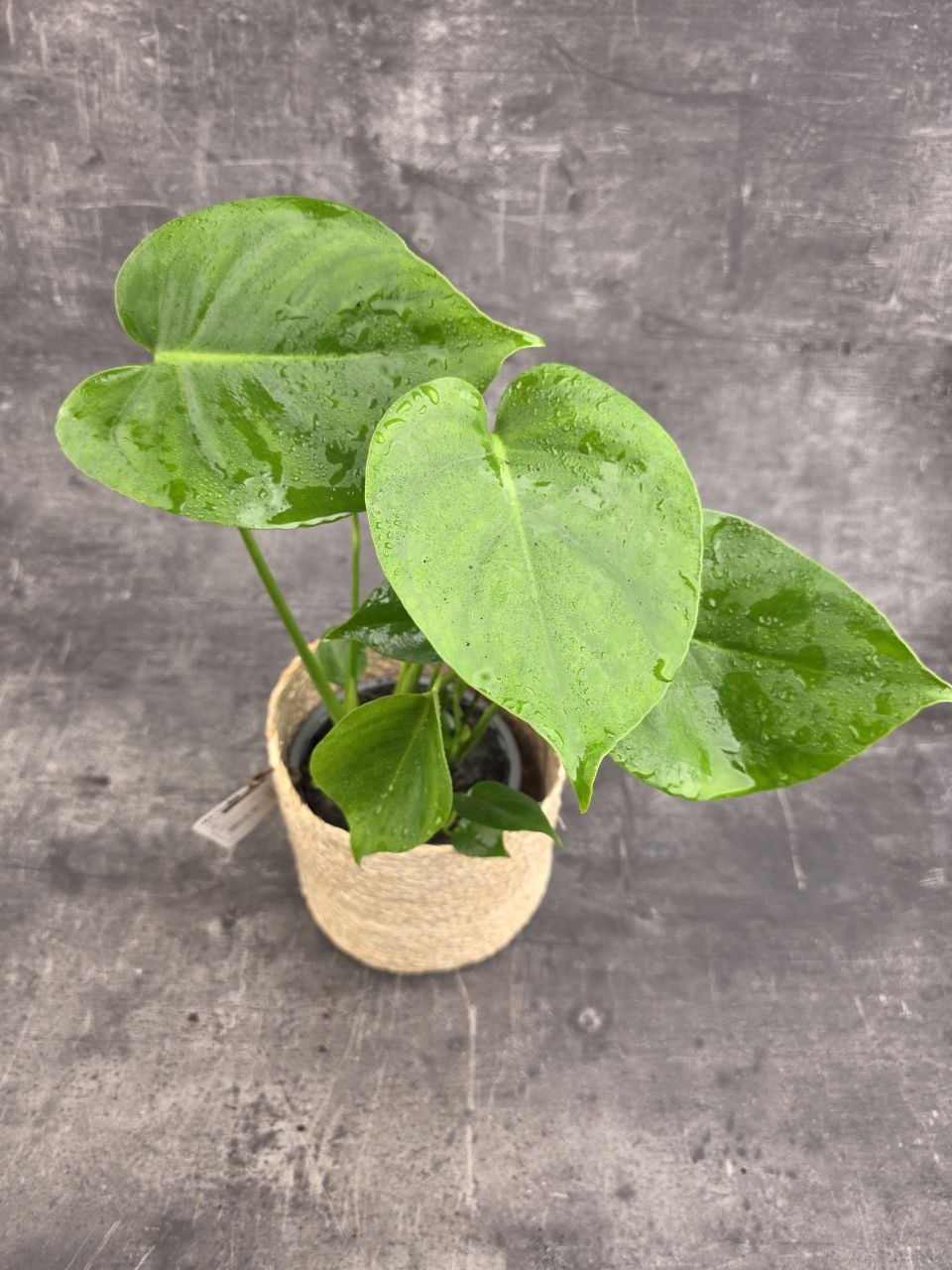 Monstera Deliciosa