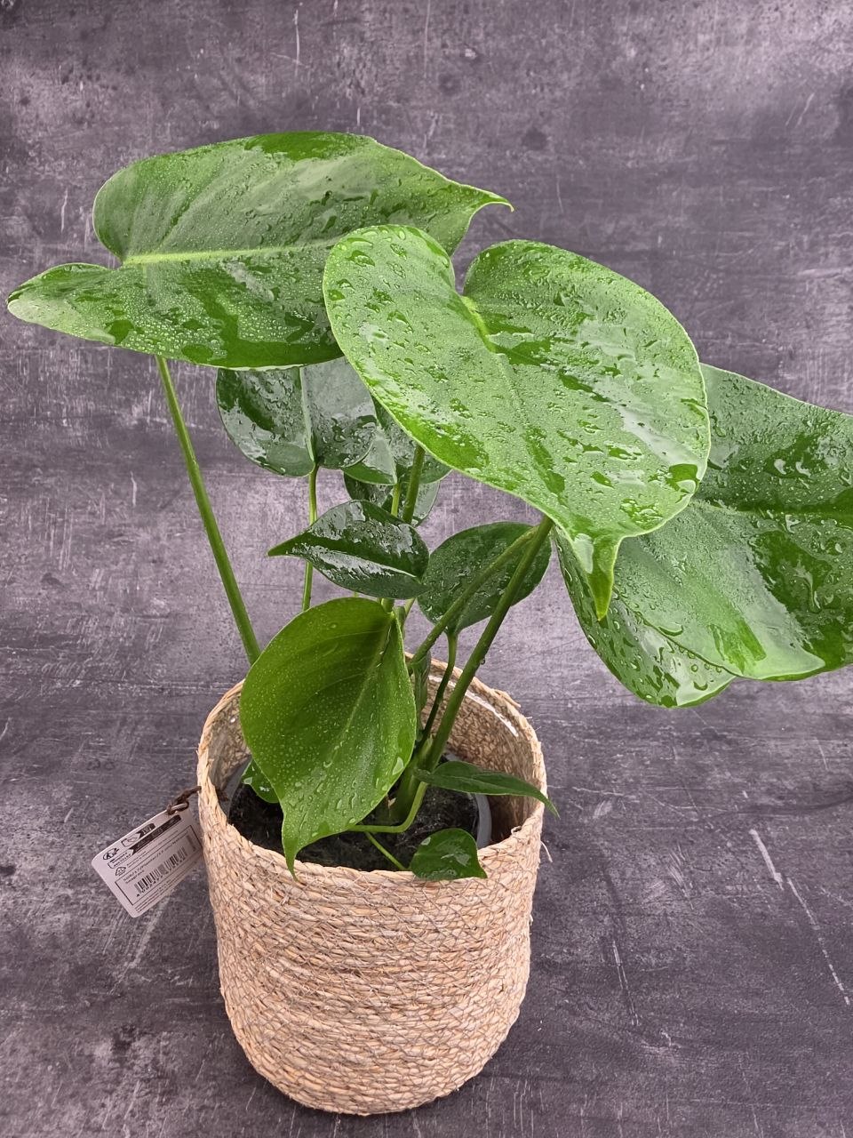 Monstera Deliciosa