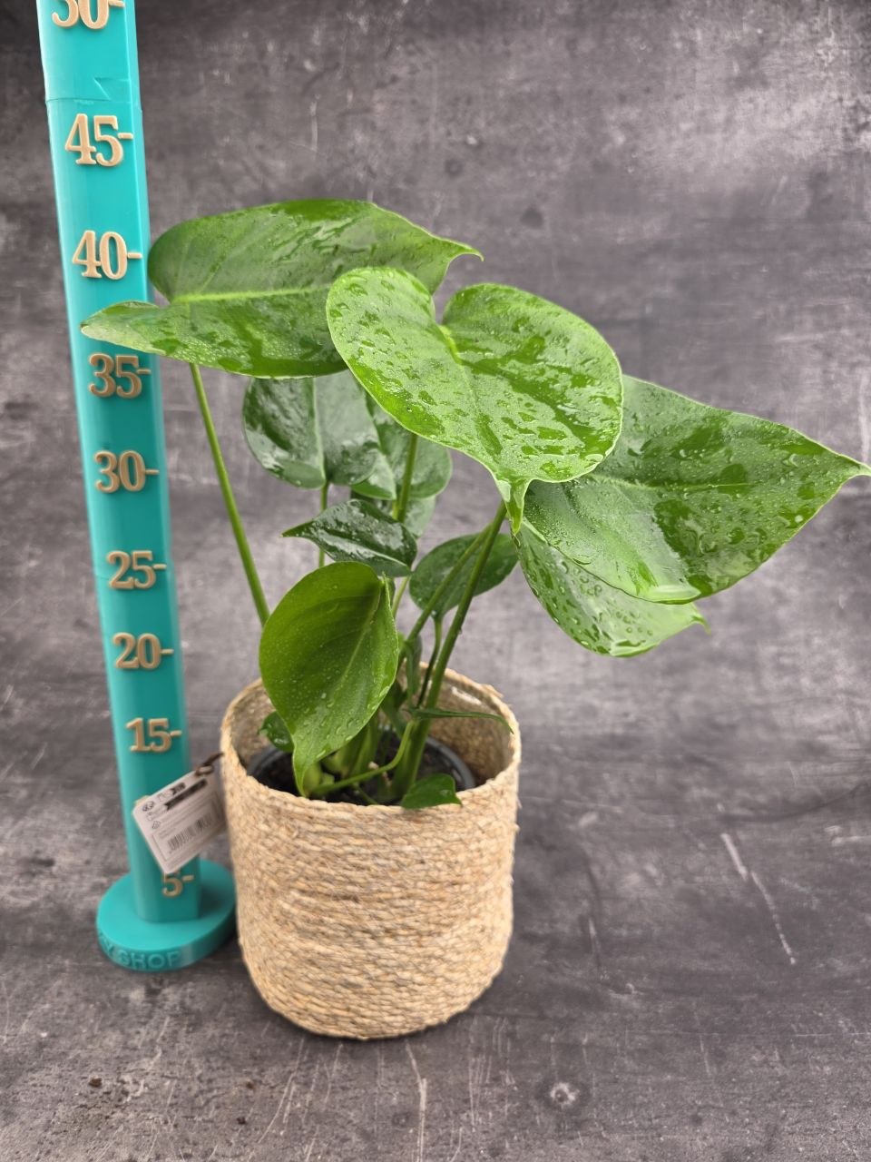 Monstera Deliciosa