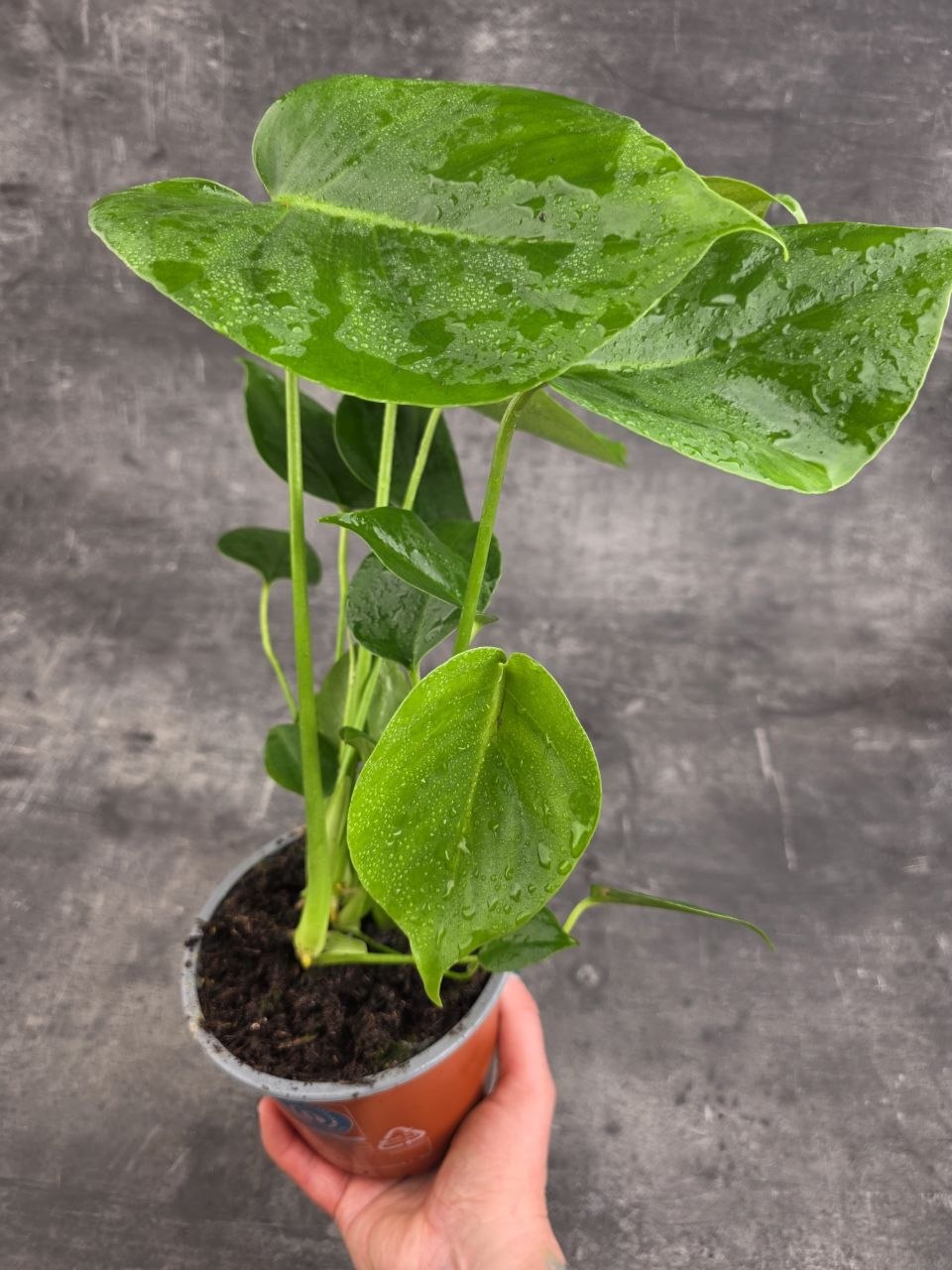 Monstera Deliciosa