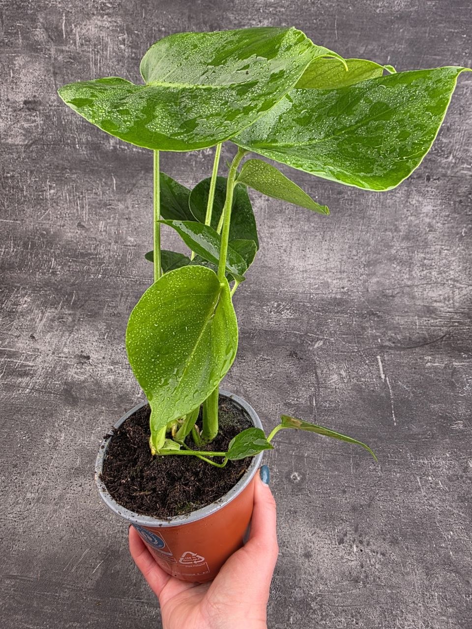 Monstera Deliciosa