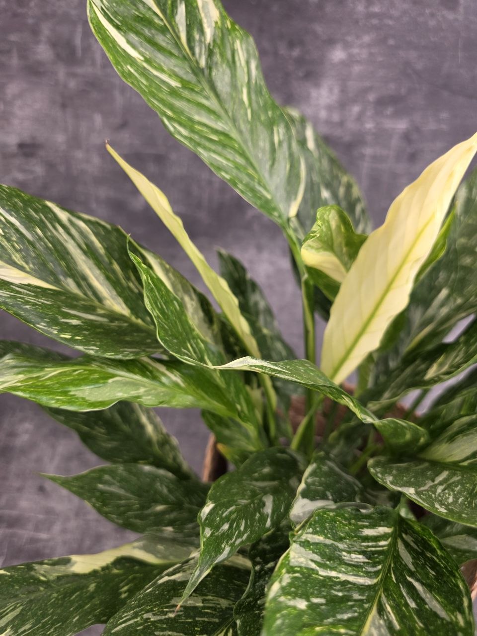 Spathiphyllum Diamond 17 cm