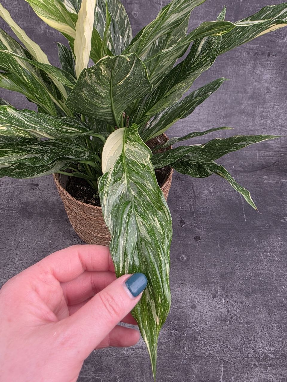 Spathiphyllum Diamond 17 cm