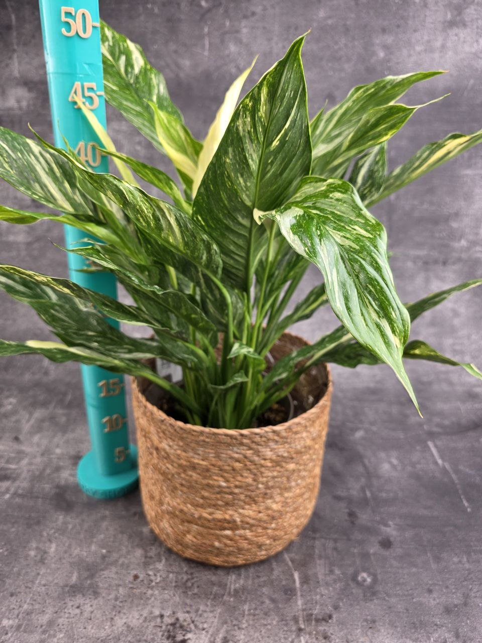 Spathiphyllum Diamond 17 cm