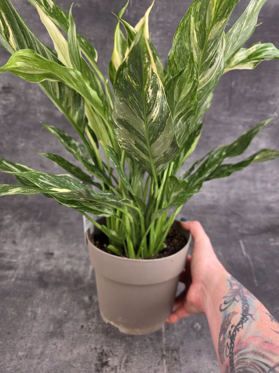 Spathiphyllum Diamond 17 cm