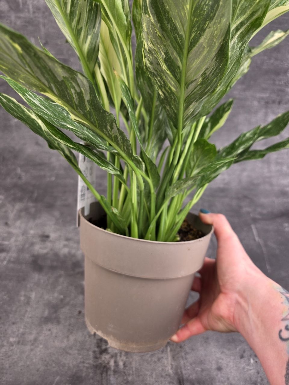 Spathiphyllum Diamond 17 cm