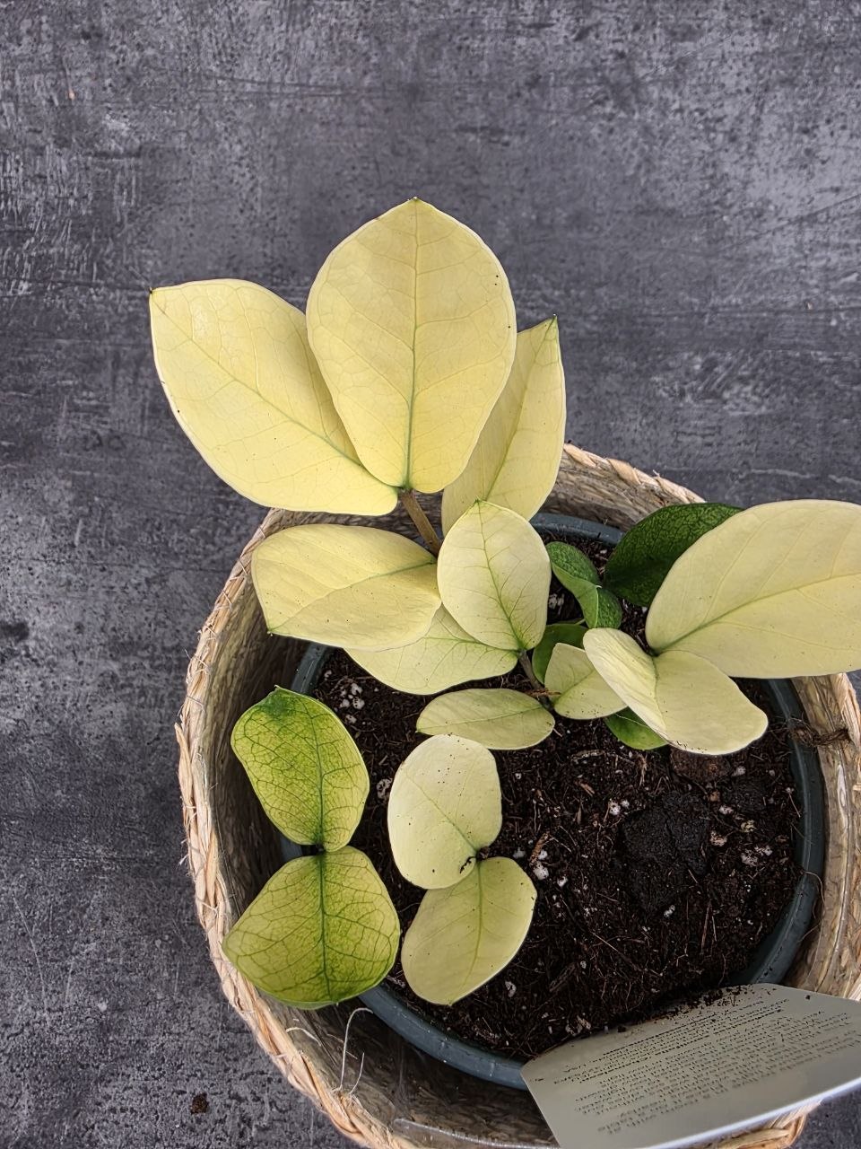 Zamioculcas Chameleon 14 cm