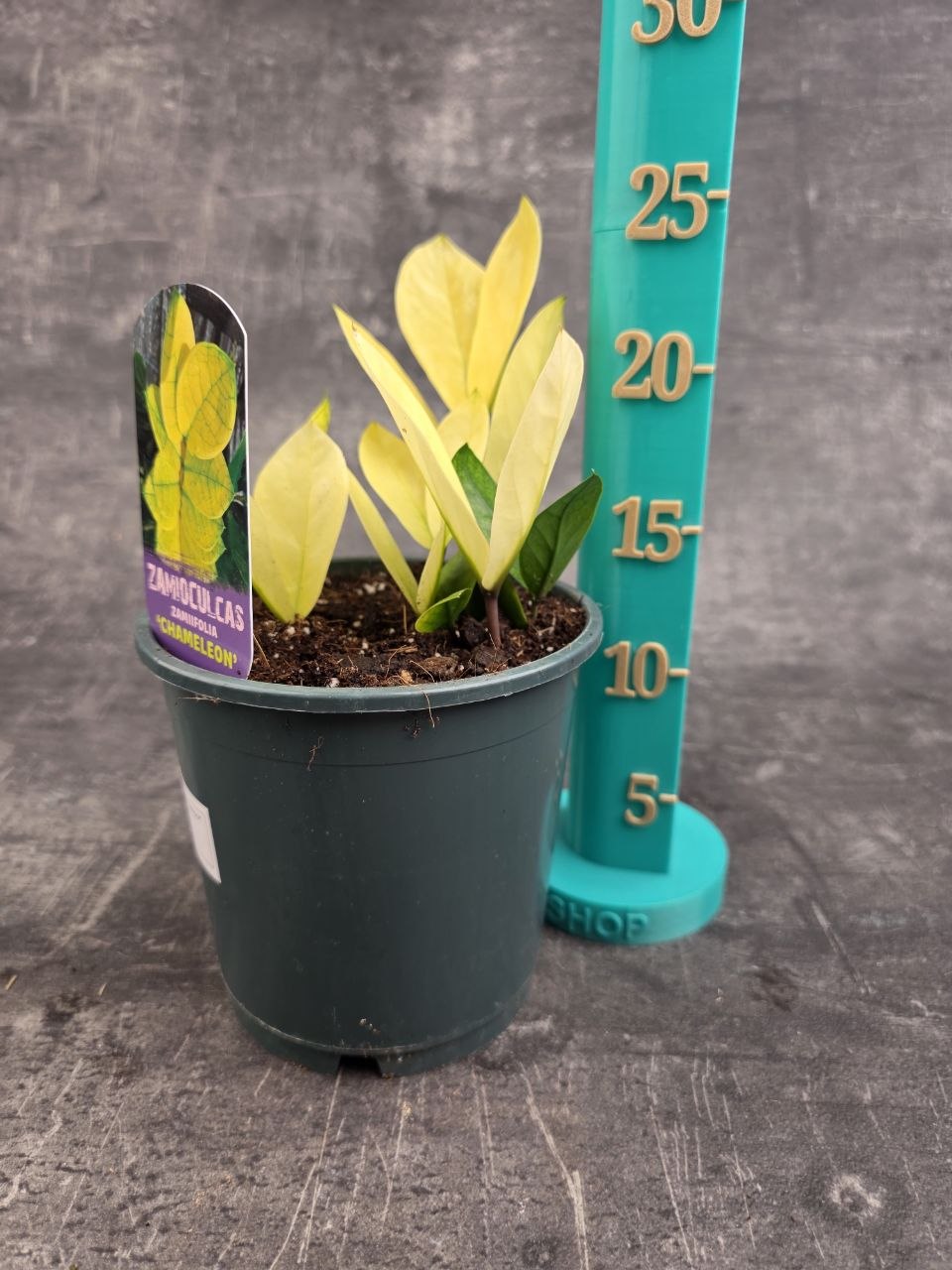 Zamioculcas Chameleon 14 cm