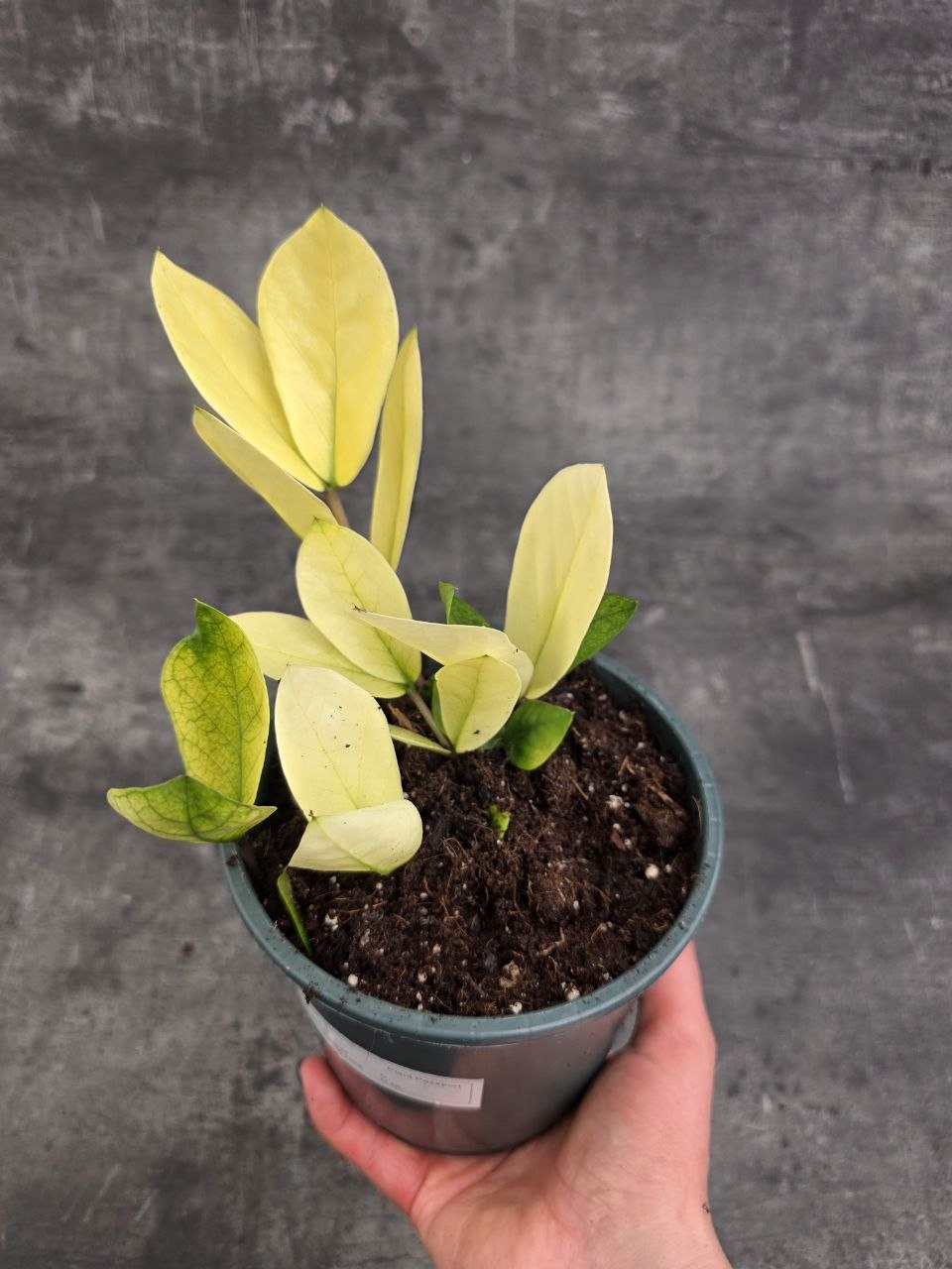Zamioculcas Chameleon 14 cm