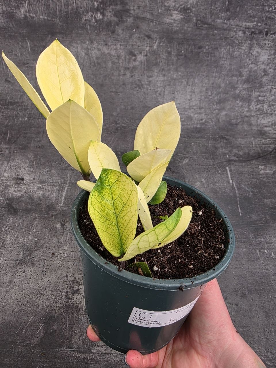 Zamioculcas Chameleon 14 cm