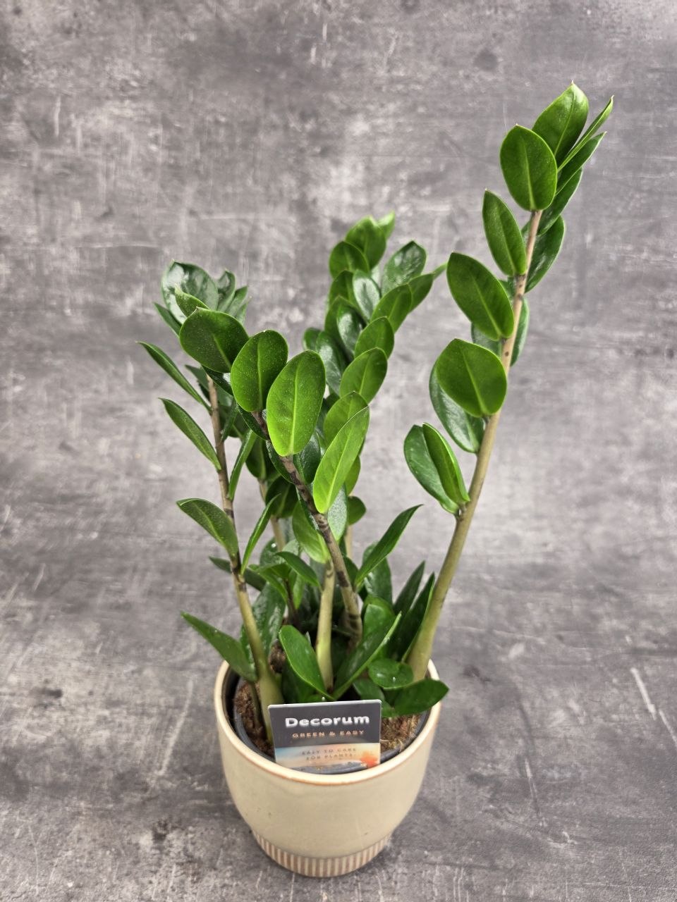Zamioculcas Lima