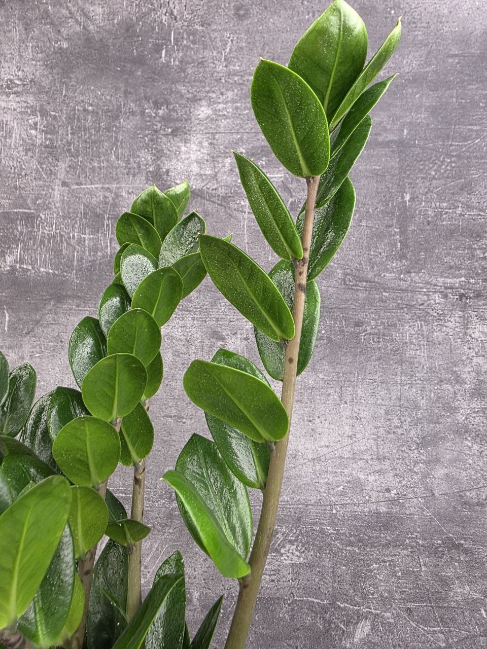 Zamioculcas Lima