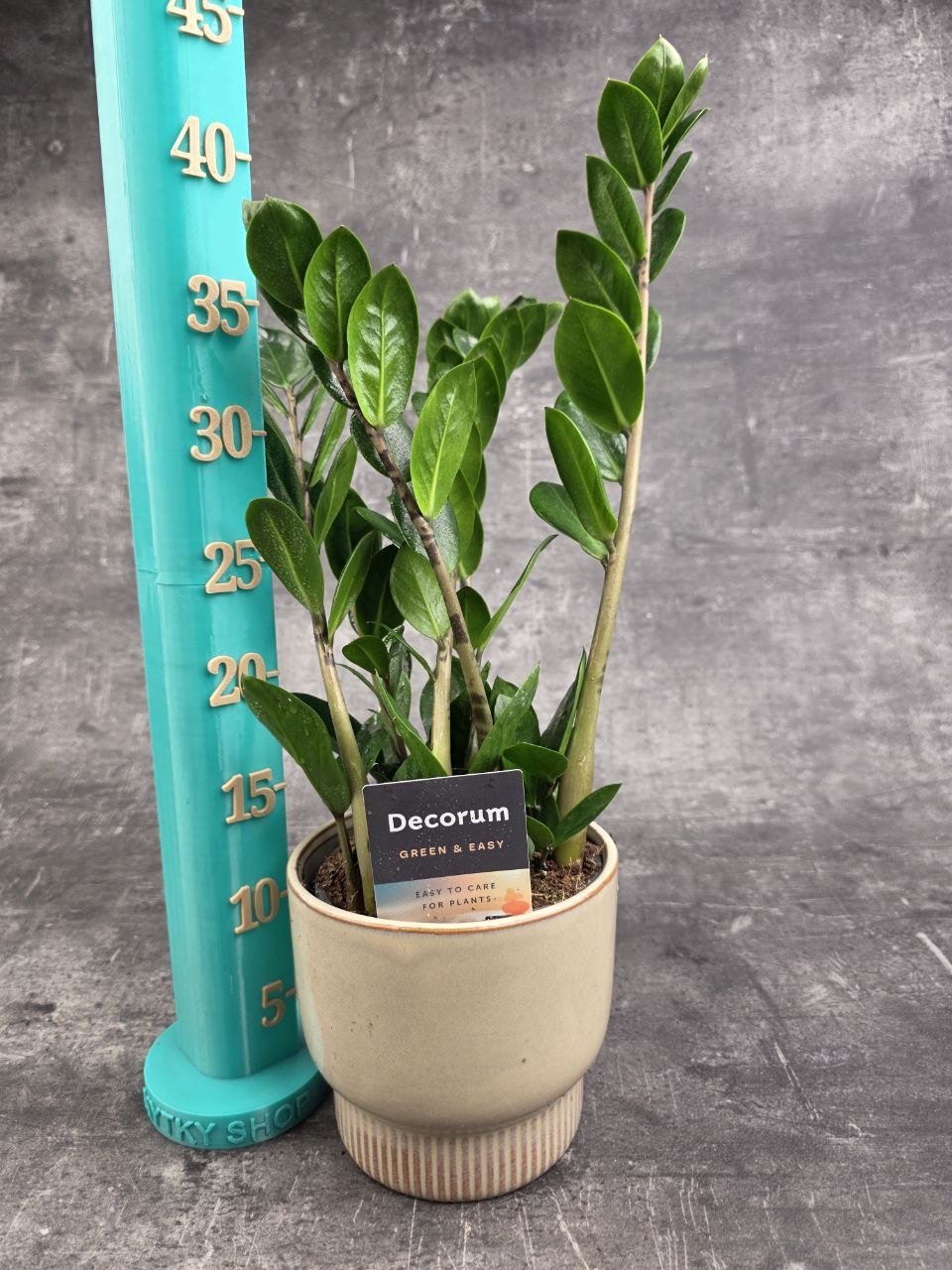 Zamioculcas Lima