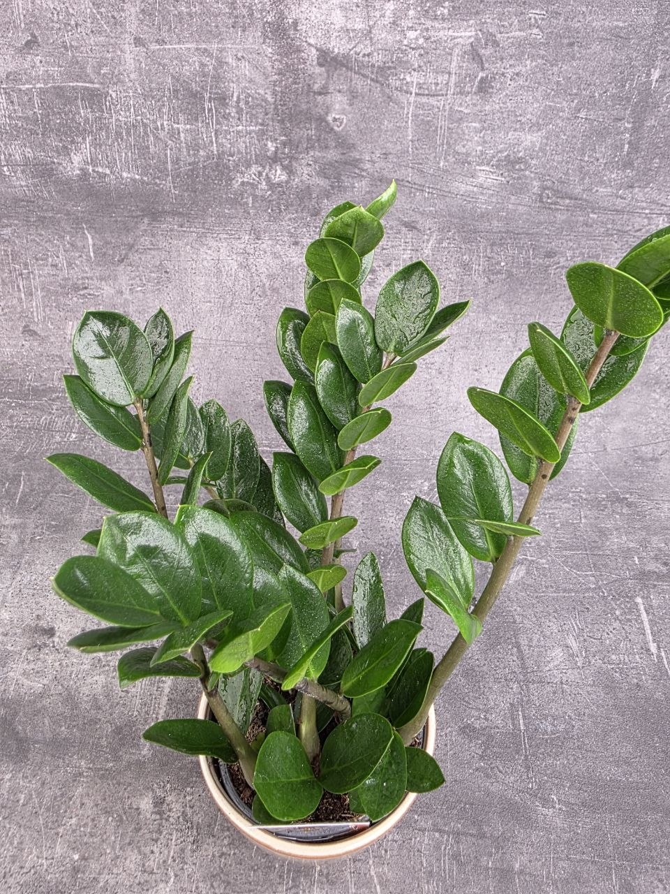 Zamioculcas Lima