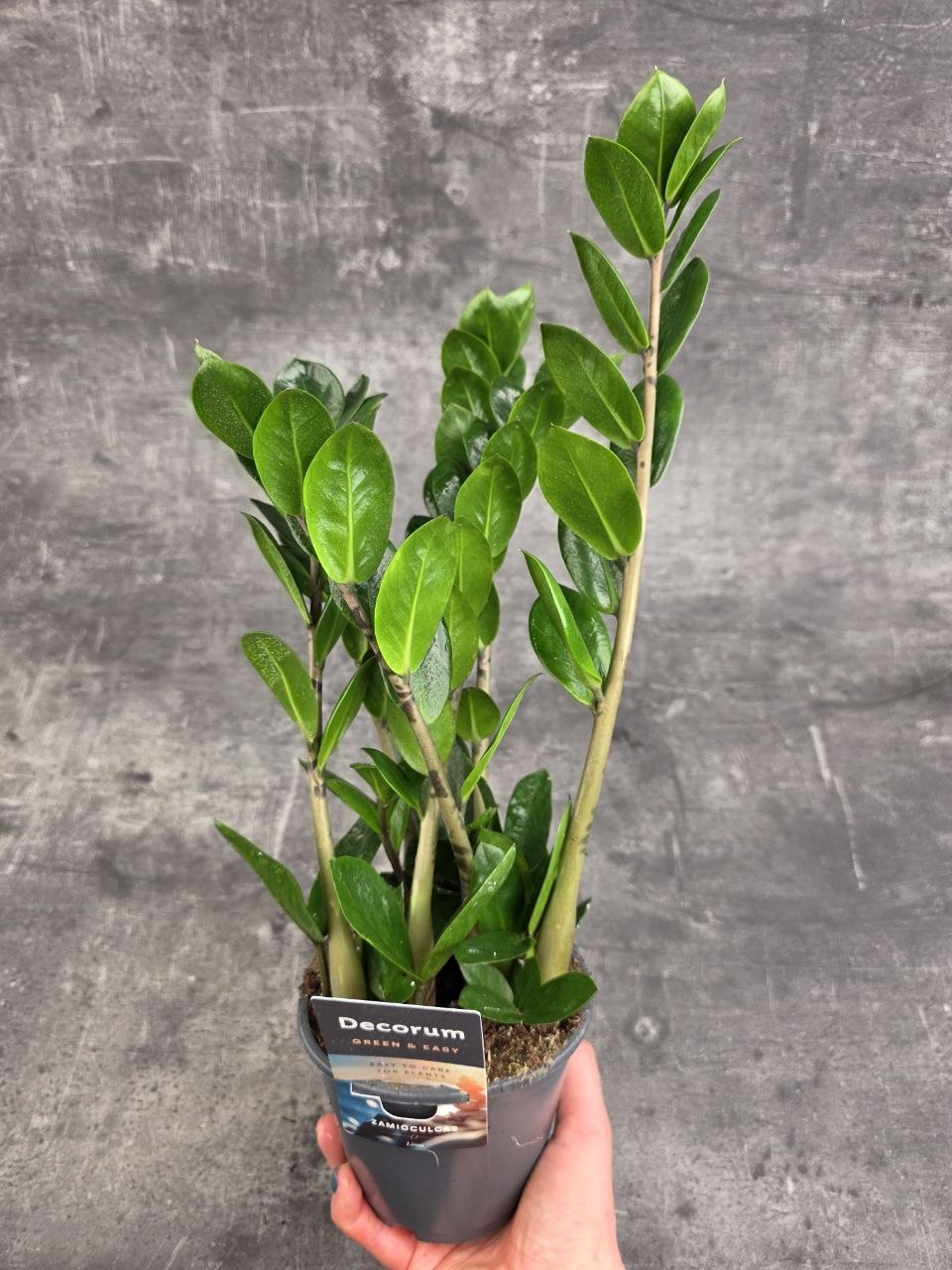 Zamioculcas Lima