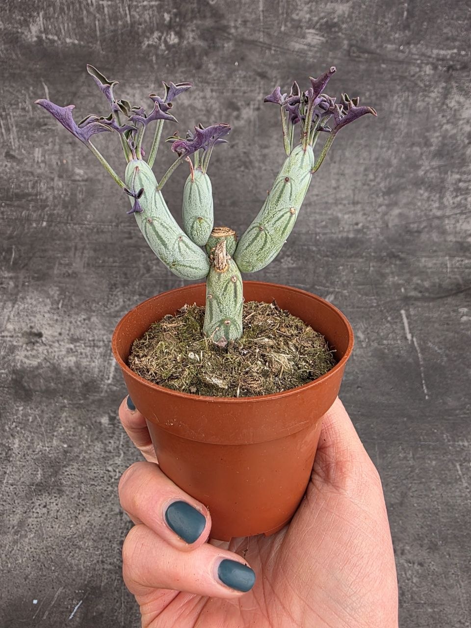 Senecio articulatus