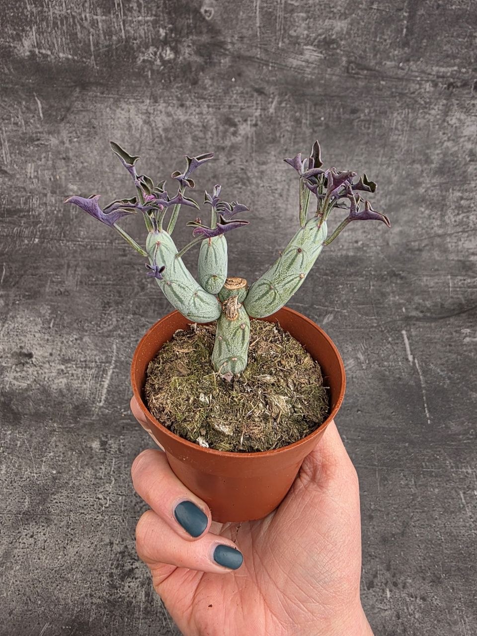 Senecio articulatus