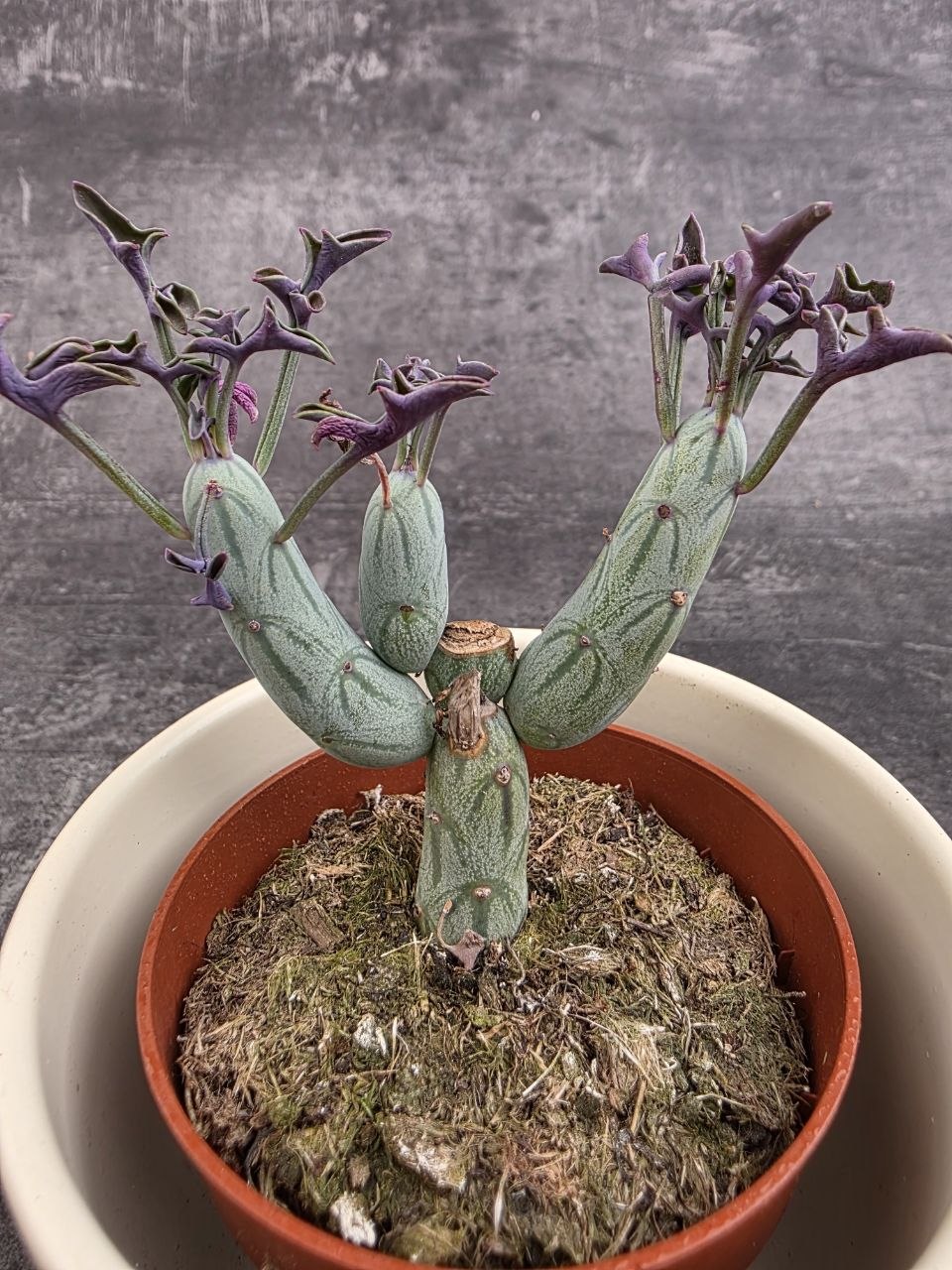 Senecio articulatus