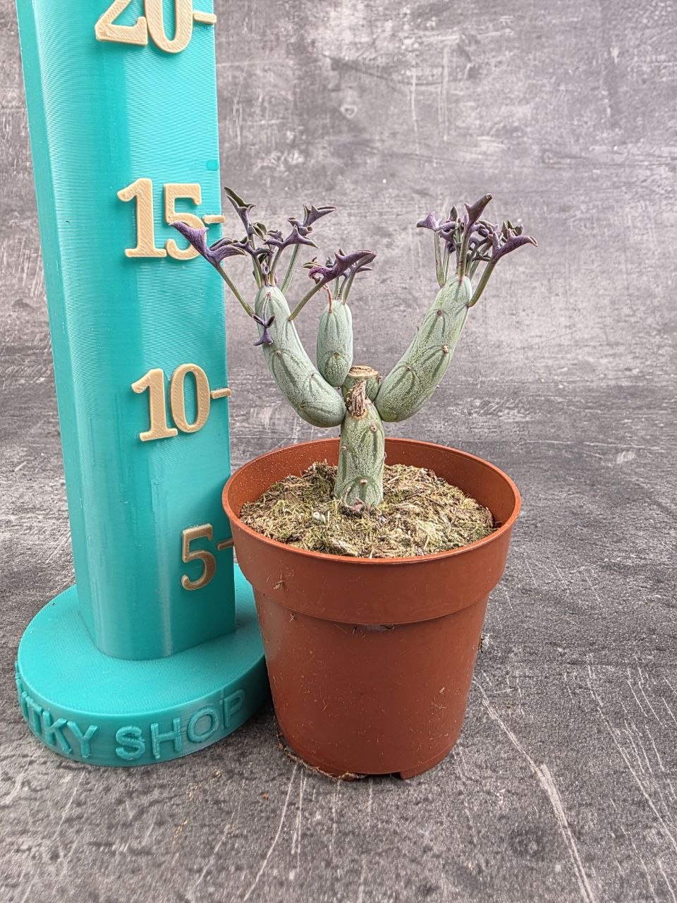 Senecio articulatus