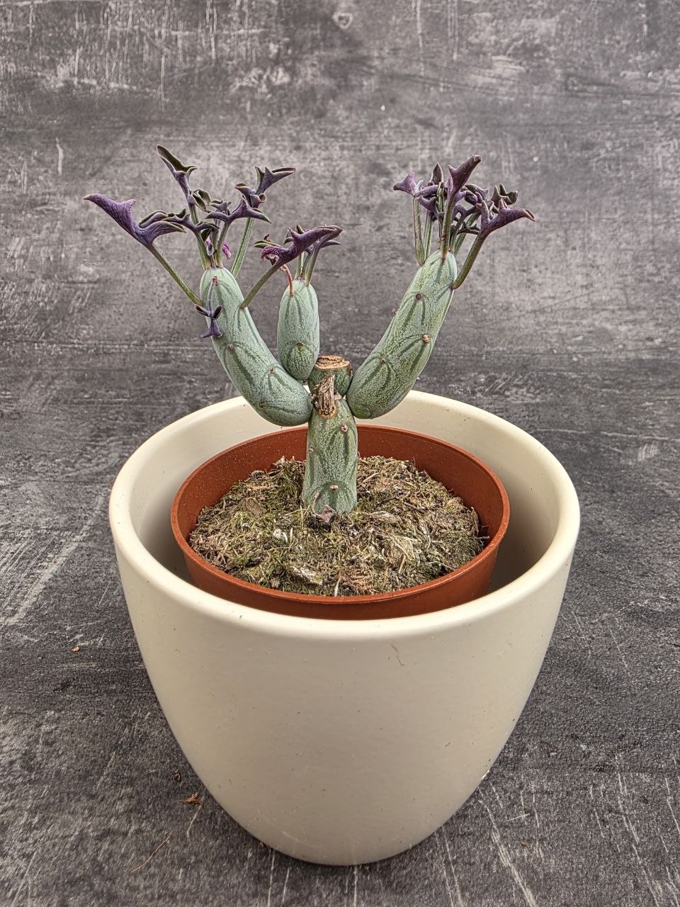 Senecio articulatus