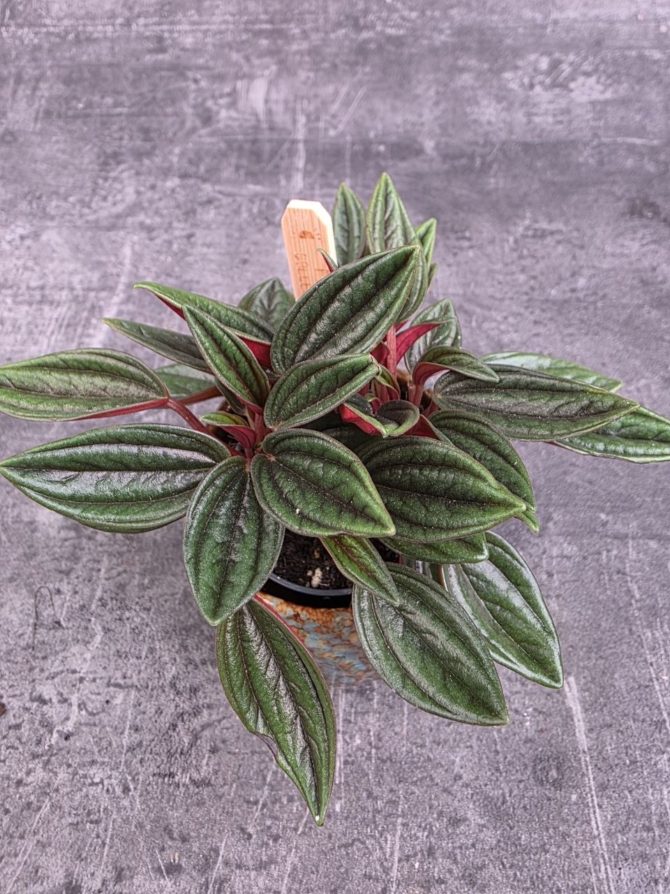 Peperomia Roso mini