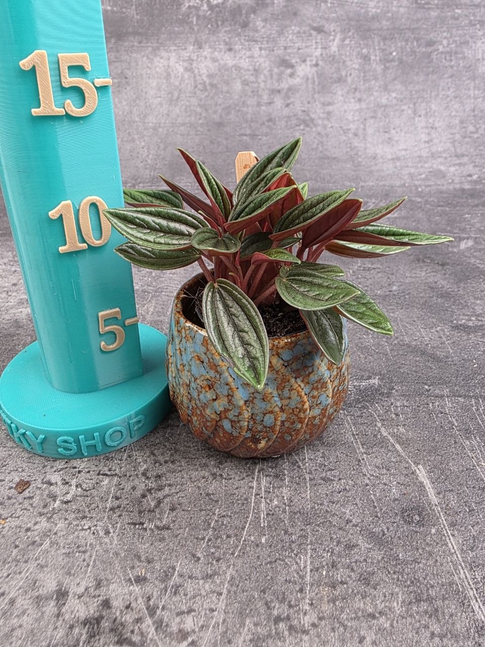 Peperomia Roso mini