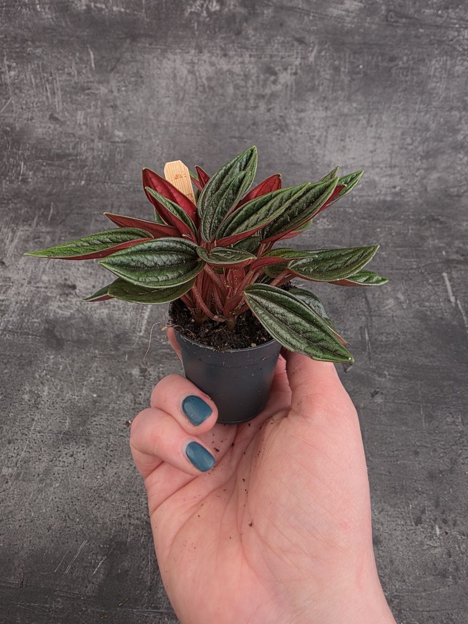 Peperomia Roso mini