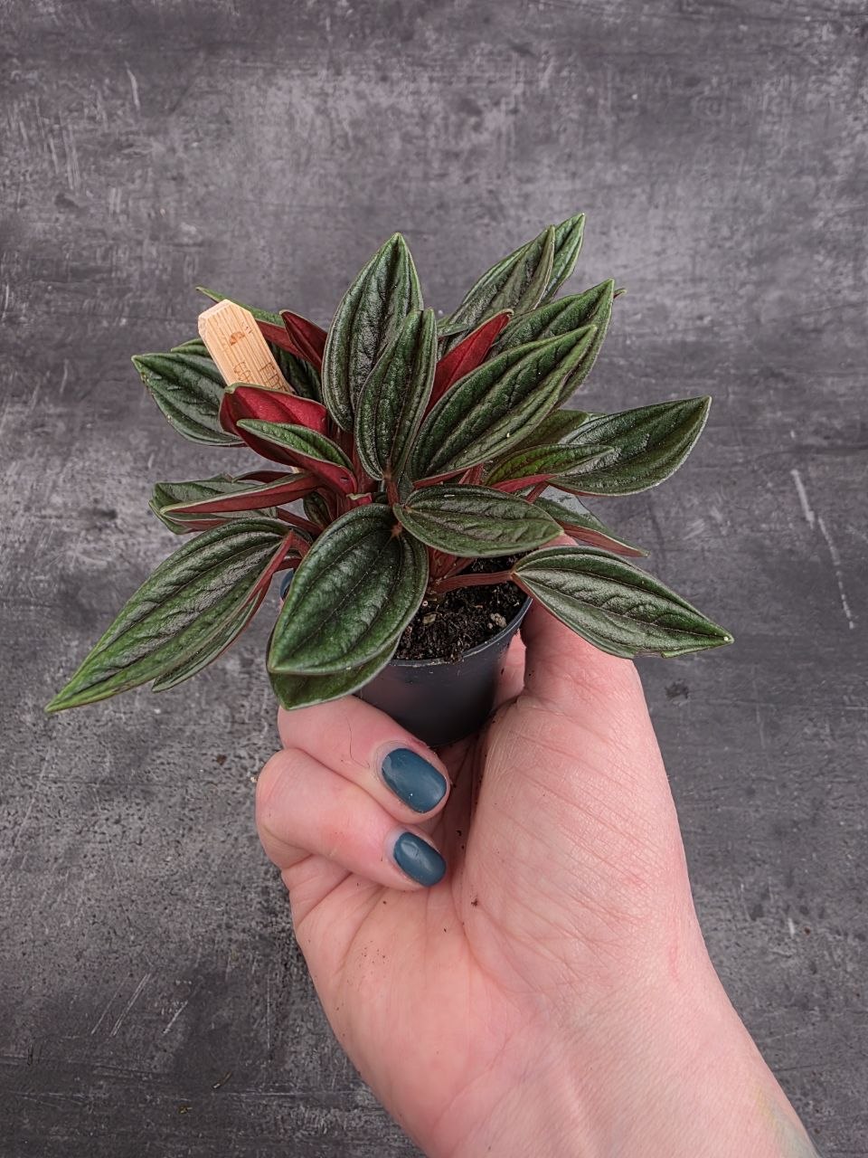 Peperomia Roso mini