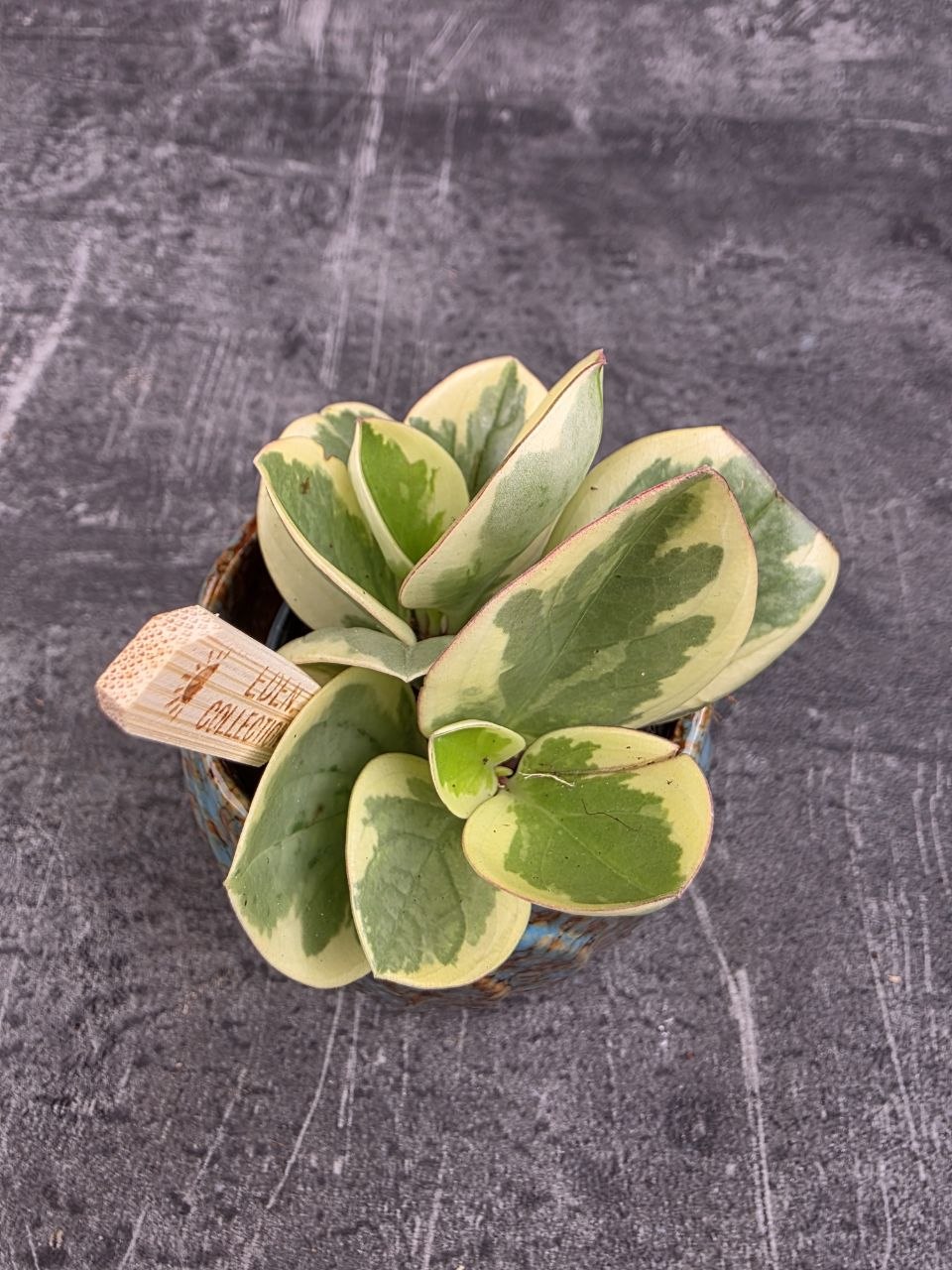 Peperomia variegata mini